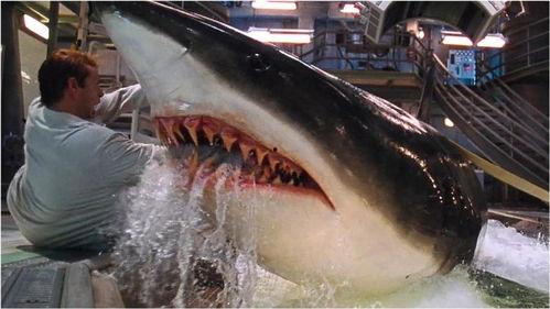 深海狂鲨在线观看免费,惊险海底探险，生死搏斗一触即发！