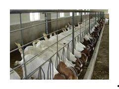 育肥羊爆料视频,揭秘育肥羊幕后爆料视频 第3张 育肥羊爆料视频,揭秘育肥羊幕后爆料视频 第3张